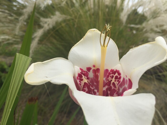 Testimonial Background