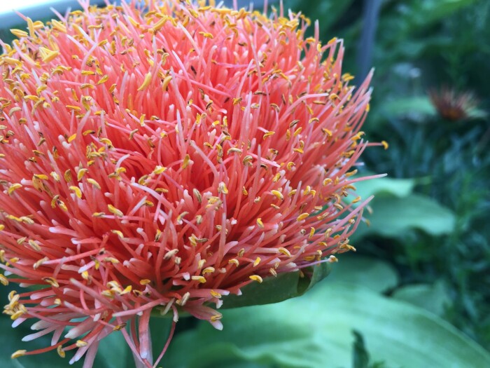 Testimonial Background